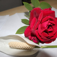 2025小学校长年终教学总结10篇