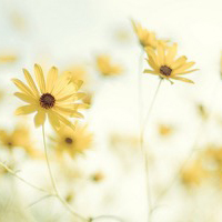 关于爱国的议论文作文