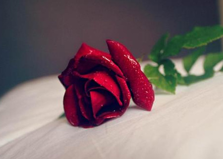 2024年昆虫记的读后感200字 昆虫记的读后感受50字(4篇)