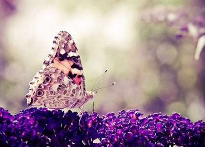 房地产开发合同