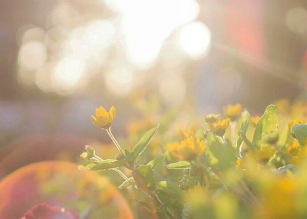 酒店2024年重阳节活动策划