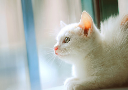 2024年幼儿园中班保育员个人工作总结(七篇)