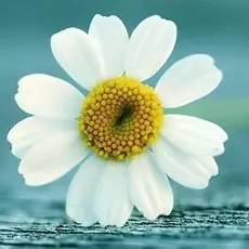 2024年回忆小学作文800字 难忘的回忆小学作文(4篇)