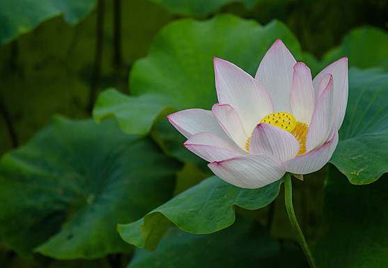 最新母爱的滋味作文450字(七篇)