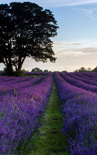 大三入党申请书1500字3篇