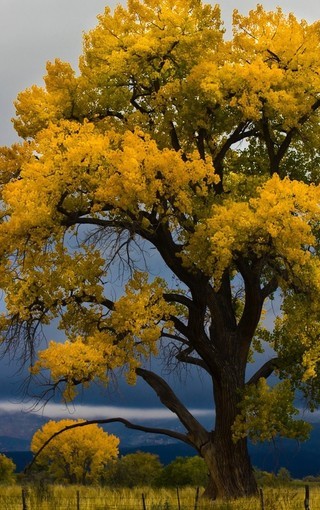 保险代理保证合同