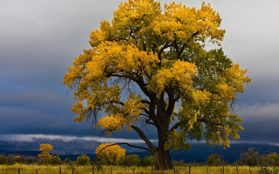 合同范本之药品招标合同
