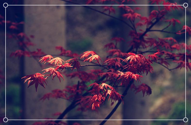 2024年商品房托管协议 托管房子合同(6篇)