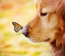 证券质押典当合同：证券合同范文