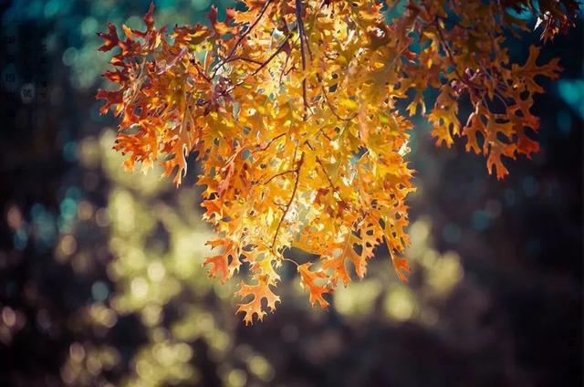 幼儿园班主任个人工作总结(六篇)