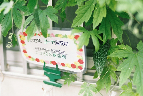 2024年四年级生命的作文300字左右(四篇)